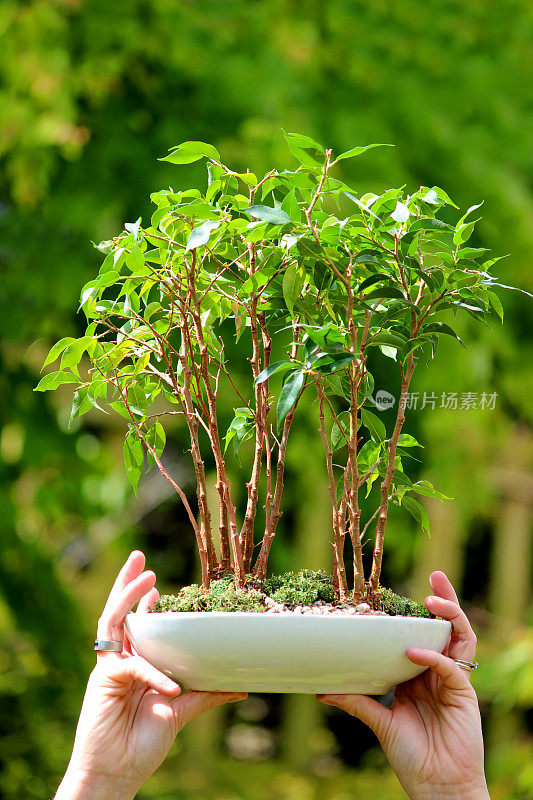 无花果盆景树组(ficus benjamina natasja)手持